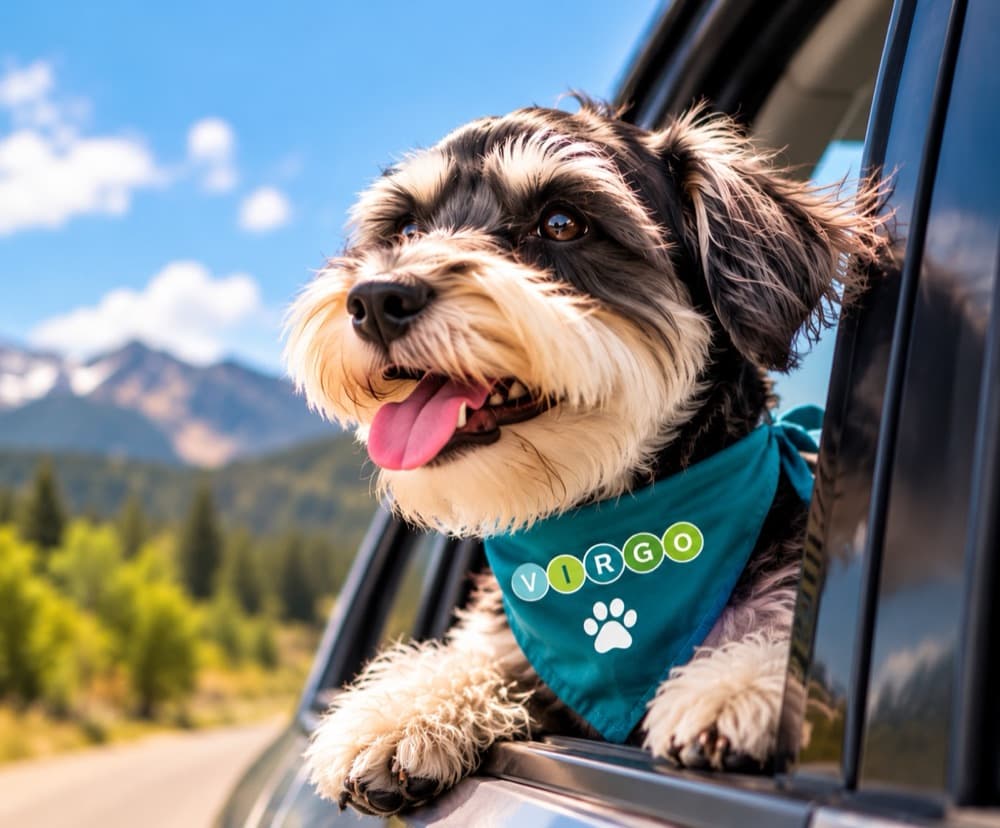 Gio, la mascota de Virgo, asomado a la ventana de un auto